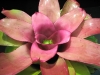 Blossom