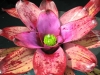 Cabochon