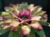 Cauldron