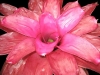 Cooktown Orchid