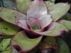 Devoted