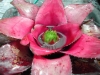 Dingleberry