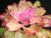 Exotica