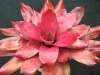 Fleur - Bromagic