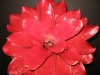 Gentrypic 2 p