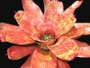 Golden Wattle