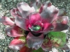 Gwenavalia
