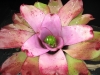Honeydew