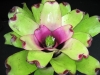 Jade