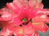 Jewel