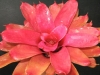Just Peachy 