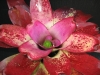 Lilly Pilly