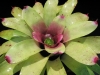 Little Green Man