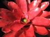 Morning Star