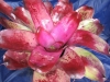 Nursery Rhyme