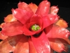 Orange Blossom