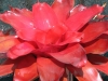Pina