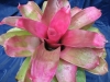 Pink Bits