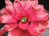Pompom