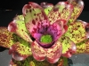 Psychedelic