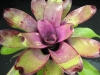 Purple Patch 