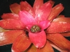 Red Gum