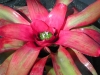 Rhubarb