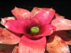 Rose of Sharon