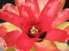 Rosehip