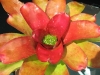 Showy