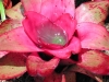 Slinky Pink