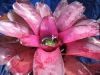 Spring Festival