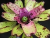 Sundew