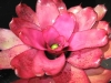 Tenderness