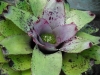 Uroborus